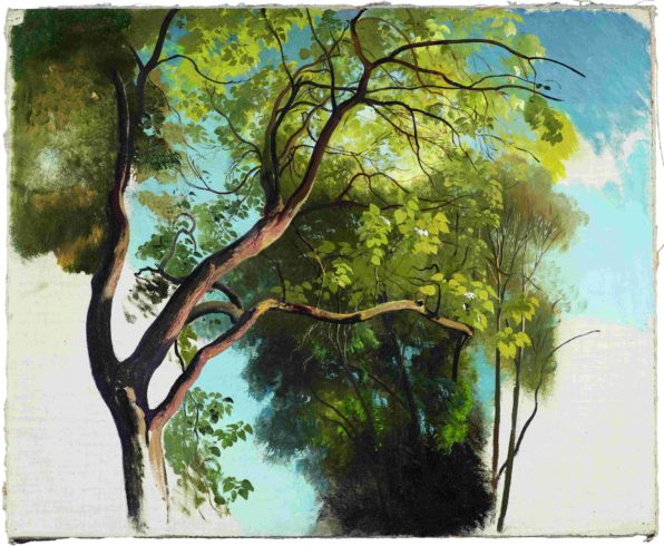 Carl Maria Nicolaus Hummel: Studie eines Baumes im Park der Villa Carlotta, 1855 Foto: Juan Cruz Ibañez Gangutia