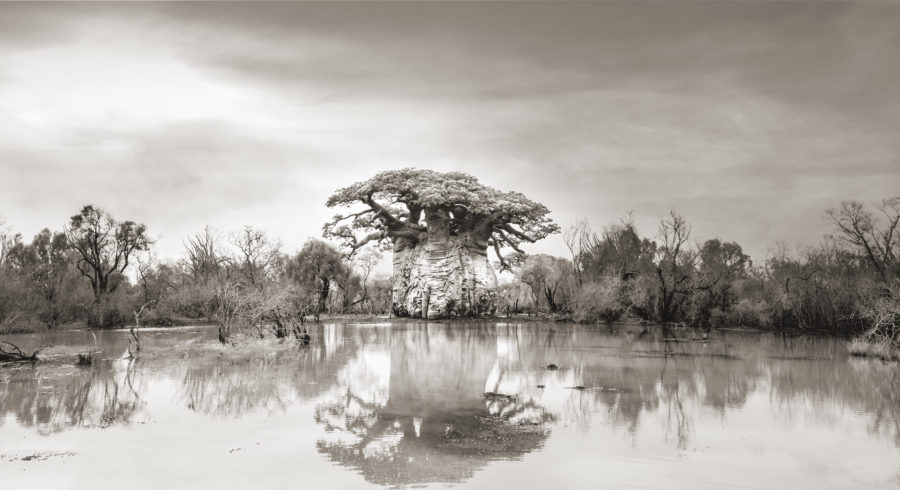 Baobab-Reflexion im Wasser, S. 42–43. Ich nähere mich dem Baum durch knietiefes Wasser, das sich durch die jüngsten Regenfälle angesammelt hat. Mit jedem Schritt vorwärts werde ich von einem wundersamen Anblick angezogen. Ich kann die Ausstrahlung und die Magie, die dieser Baum ausstrahlt, deutlich spüren. (Madagaskar, 2019), © Beth Moon / Elisabeth Sandmann Verlag.