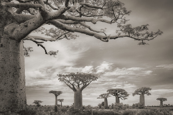 Baobab XI, Ankoabe, © Beth Moon / Elisabeth Sandmann Verlag.