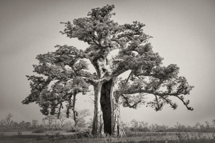 Baobab mit hohlem Stamm. Die Griots bilden einen wichtigen Teil der Kultur Westafrikas. Diese fahrenden Geschichtenerzähler und Musikanten beraten die Herrscher und sorgen für die Bewahrung mündlich überlieferter Geschichten. In der Vergangenheit sicherte ihnen ihre Berühmtheit die Bestattung in einem heiligen Baobab, doch 1962 wurde diese Praxis durch einen Erlass des Präsidenten untersagt. Für die Einheimischen sind die Bäume, die einst als Gräber dienten, nach wie vor heilig. (Senegal, 2019), © Beth Moon / Elisabeth Sandmann Verlag.